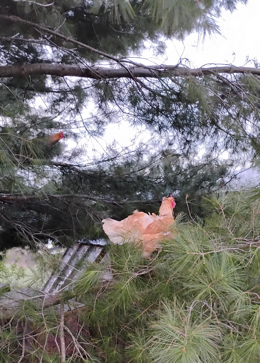 Chickens!