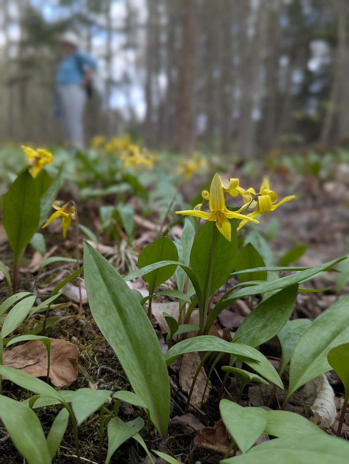 More flowers